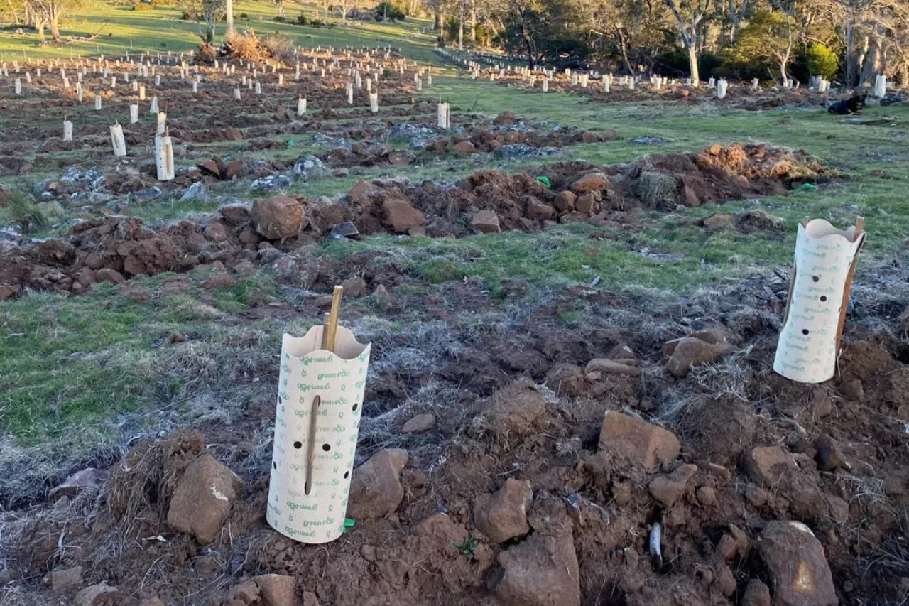green-POD paper tree guards installed on an Australian revegetation site