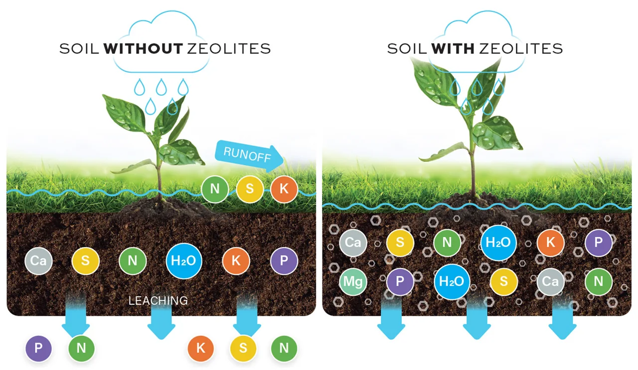 Graphic Showing Soil With and Without Zeolite
