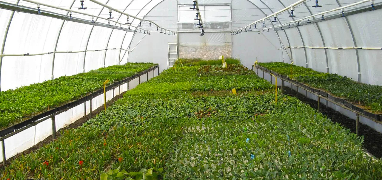 Propagation nursery growing benches under protected cover