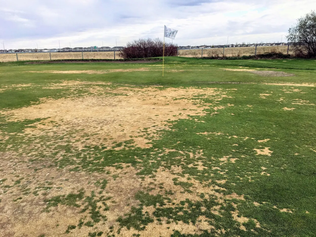 Localised dry patch across a golf green caused by water repellent soil