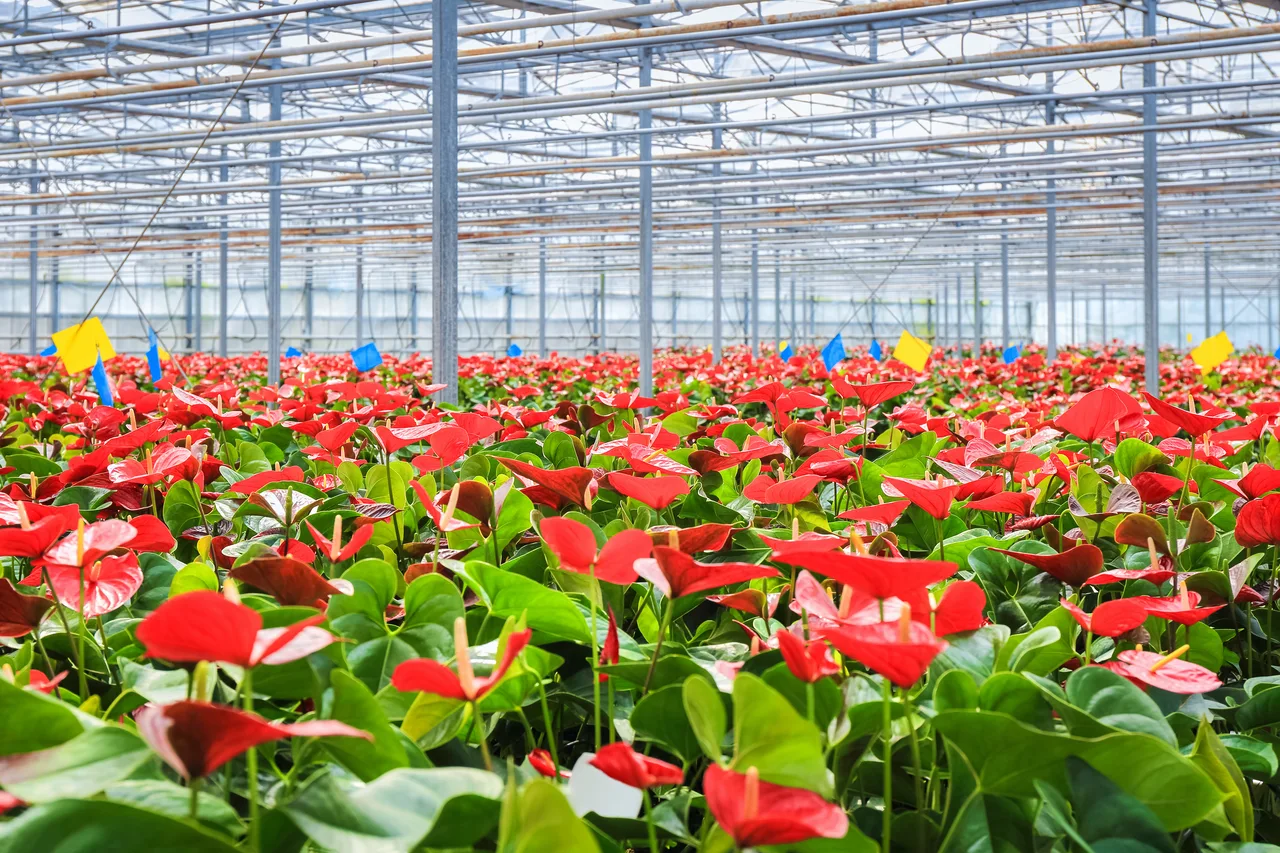 Fernland team consulting with nursery customer