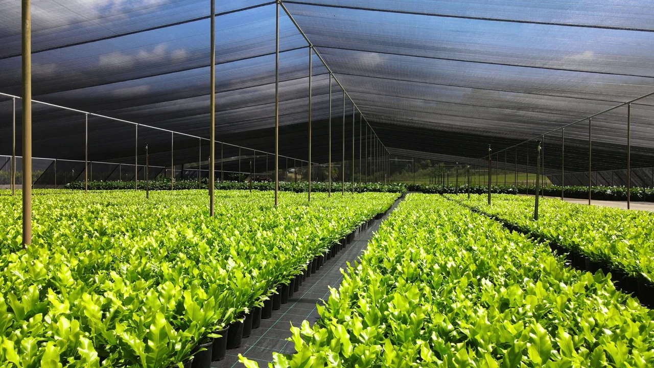 Seedling establishing in professional growing media