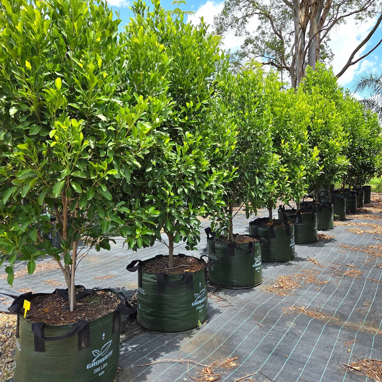 Advanced plant production under protected cover