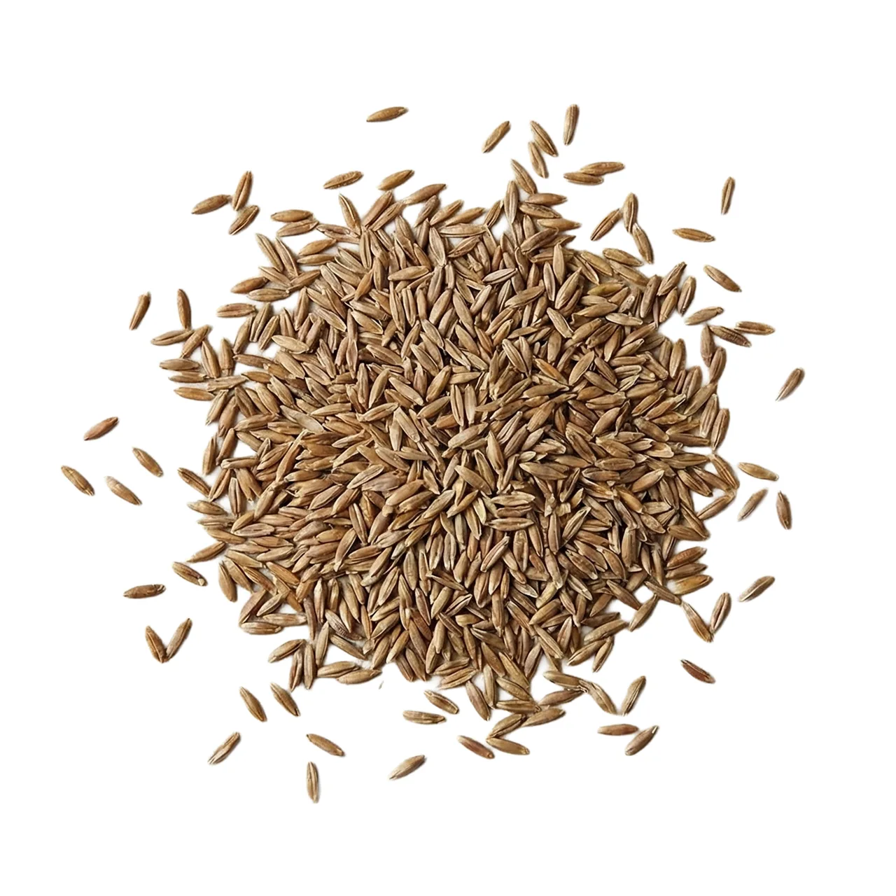 Unhulled VNS Couch Grass Seed — 1kg