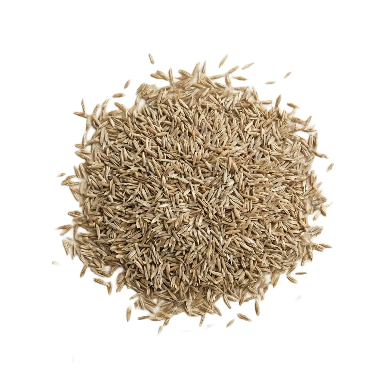 A4 Bentgrass Turf Seed — 1kg