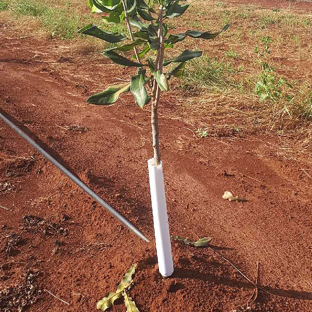 SpringWrap Tree Trunk Guard 300mm — Carton of 200