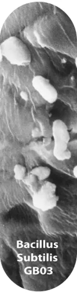 Bacillus Subtilis GB03