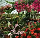 Verde Cal for Horticulture: Enhanced Lime &amp; Gypsum