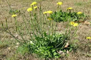 Cat's Ear — photo 1