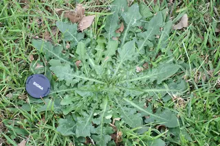 Cat's Ear — photo 2