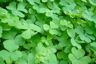 Creeping Oxalis — photo 1