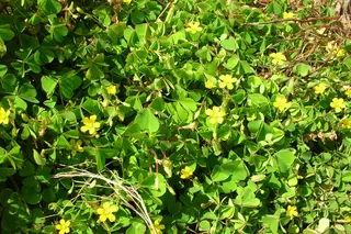 Creeping Oxalis — photo 2