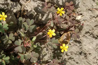 Creeping Oxalis — photo 3