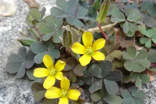 Creeping Oxalis — photo 4