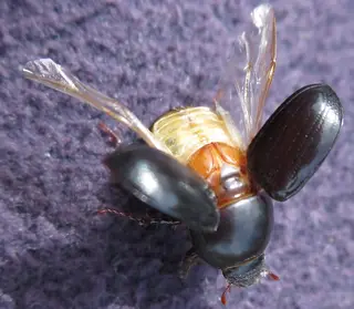 African Black Beetle — photo 2