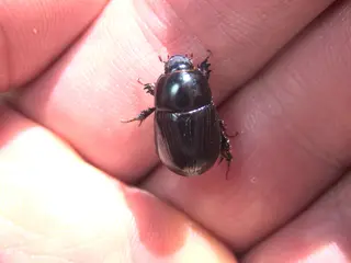 African Black Beetle — photo 3