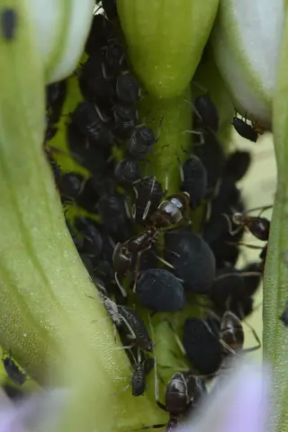 Ants — photo 1