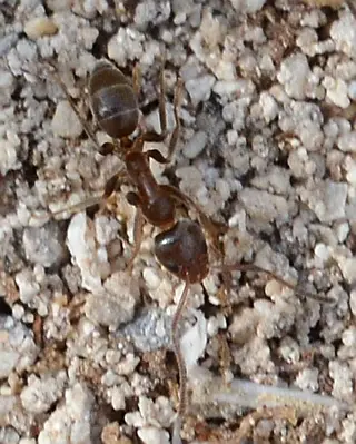 Ants — photo 2