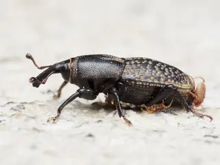 Billbug — photo 2
