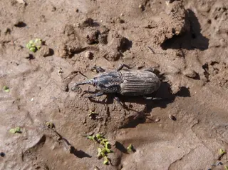 Billbug — photo 3