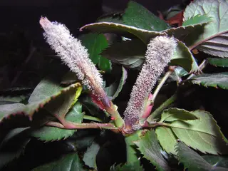 Botrytis — photo 2