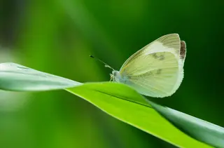 Cabbage White Butterfly — photo 2