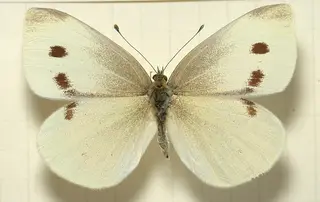 Cabbage White Butterfly — photo 3