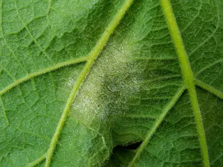 Downy Mildew — photo 1