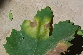 Downy Mildew — photo 2