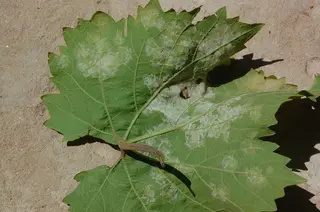 Downy Mildew — photo 3