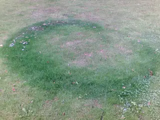 Fairy Ring — photo 2