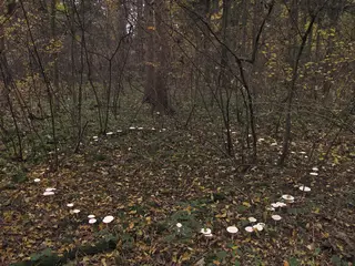 Fairy Ring — photo 3