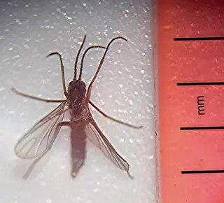 Fungus Gnats — photo 1