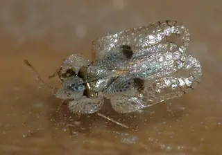 Lace Bugs — photo 1