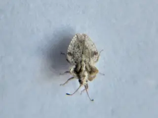 Lace Bugs — photo 3