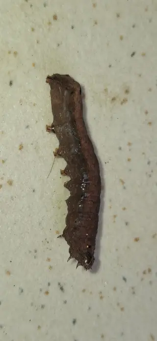 Lawn Armyworm — photo 2