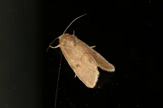 Lawn Armyworm — photo 4