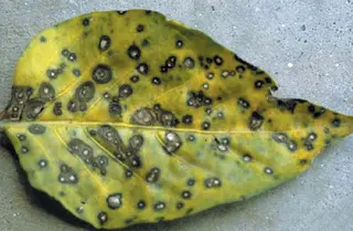Leaf Spot and Leaf Blotch — photo 1