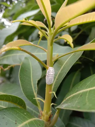 Mealybug — photo 1