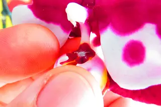 Mealybug — photo 3