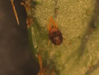 Mites — photo 2