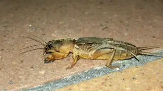 Mole Cricket — photo 2