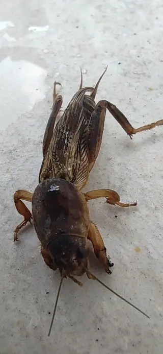 Mole Cricket — photo 3