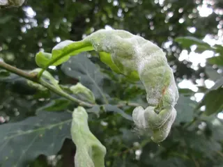 Powdery Mildew — photo 1