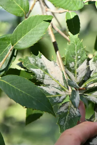 Powdery Mildew — photo 2
