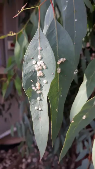 Psyllids — photo 1
