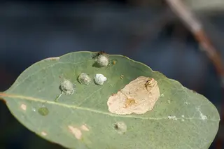 Psyllids — photo 2