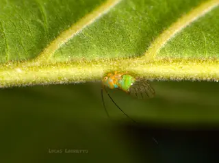 Psyllids — photo 3