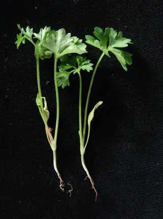 Pythium — photo 2