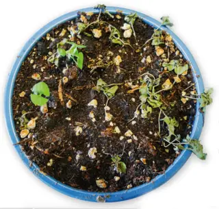Pythium — photo 3